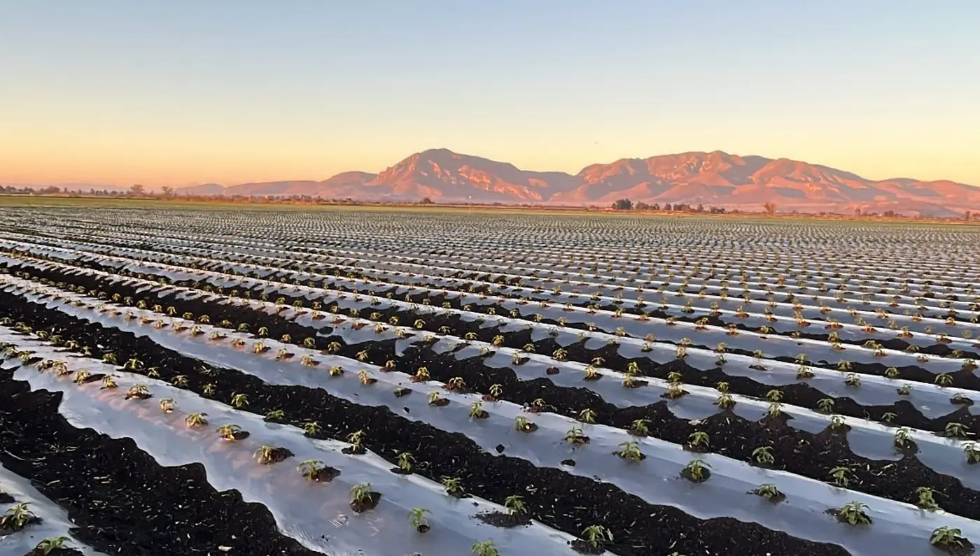 Cultivo en acolchado regado por goteo al atardecer