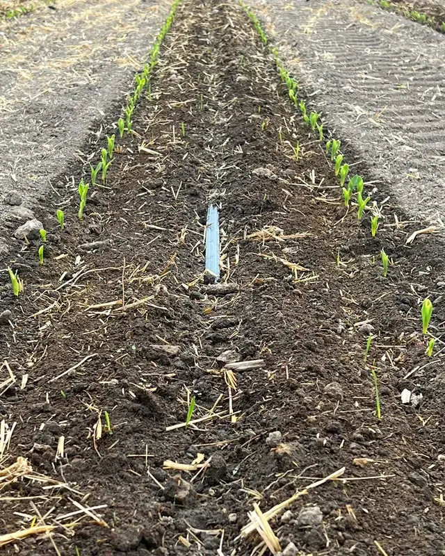 Cintilla IRRIFRESH azul tendida en la cama con el cultivo emergiendo